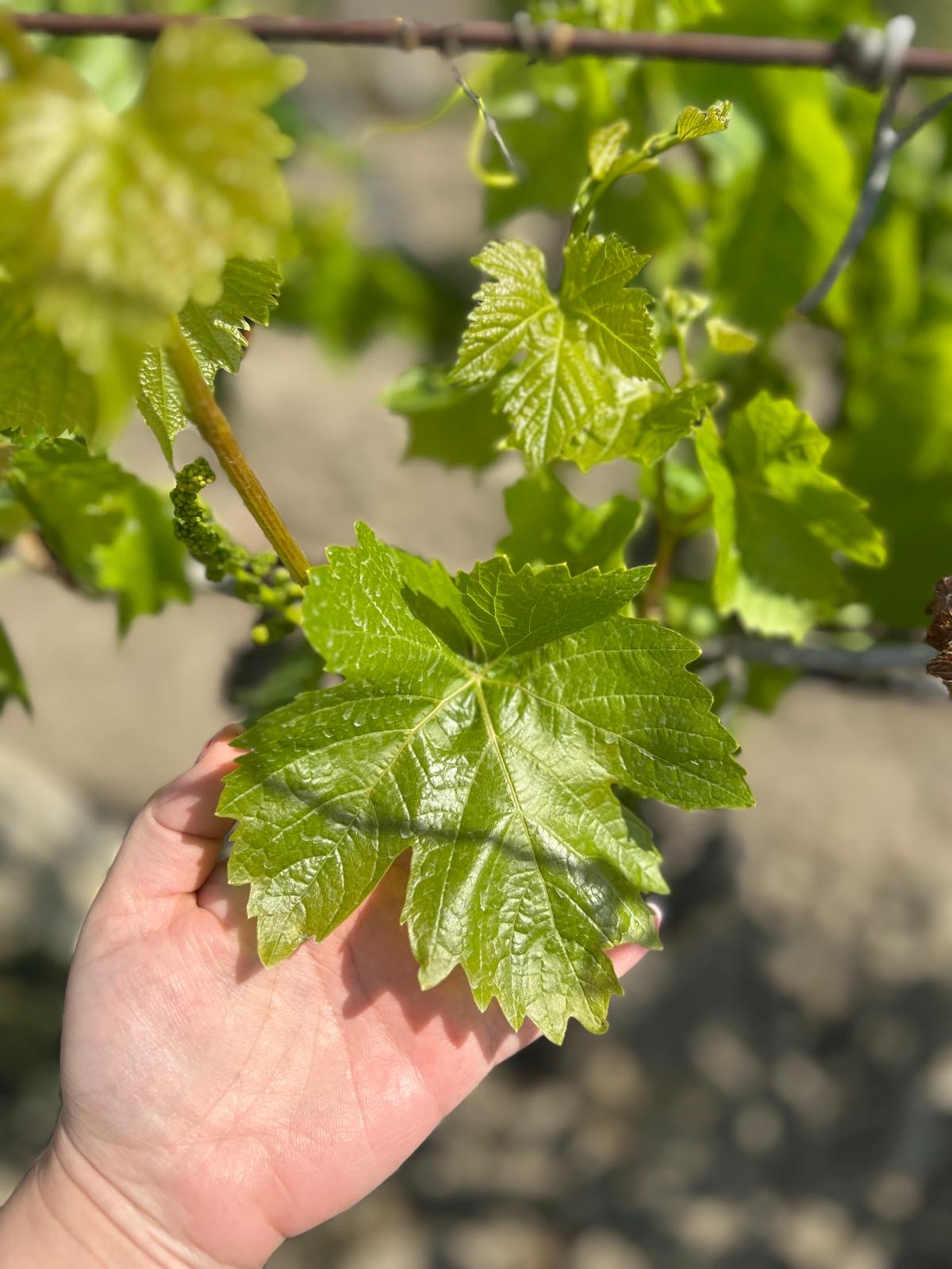 Baharatlar: Doğadan Sofralarınıza