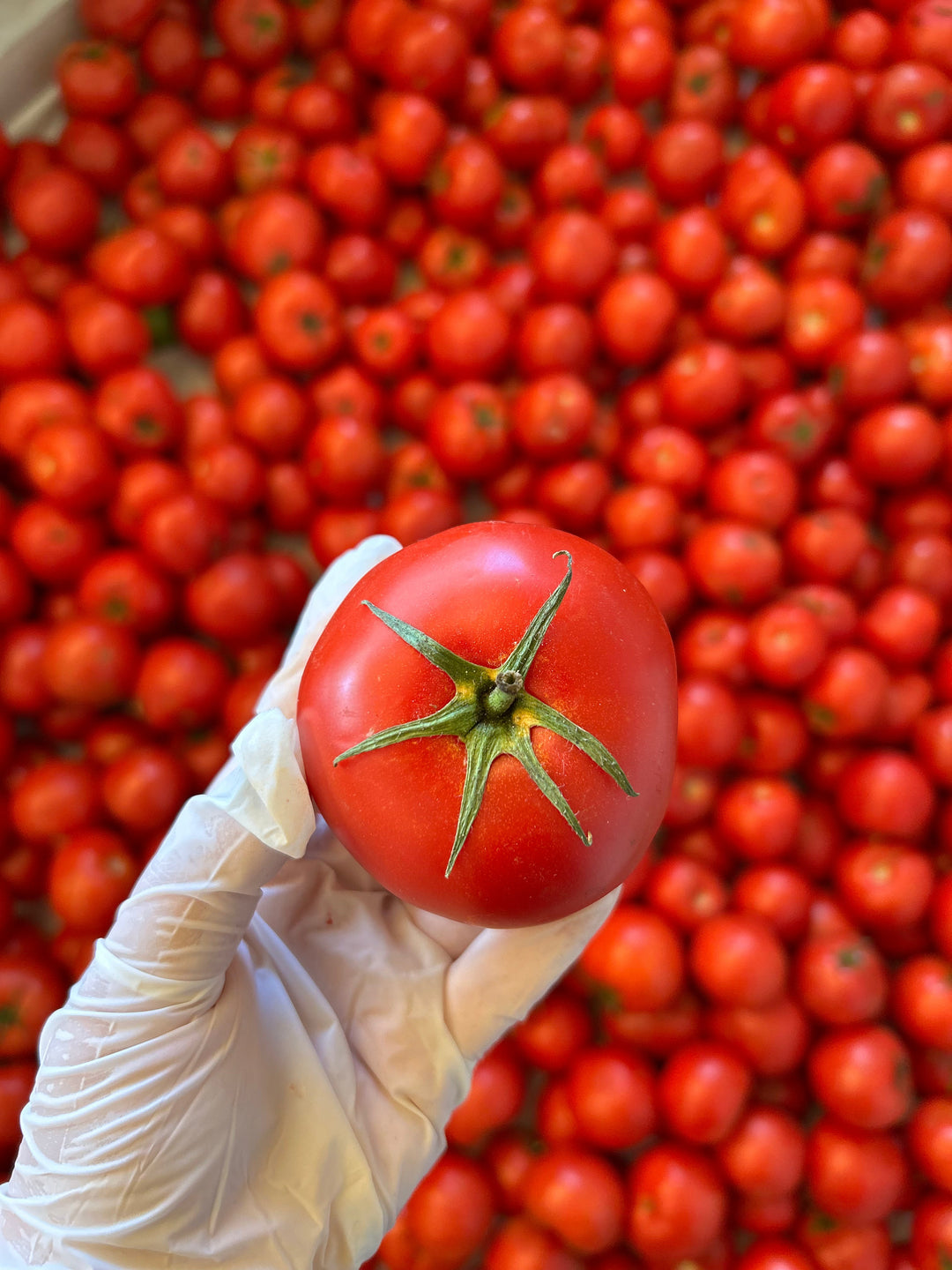 Salçalar & Reçeller