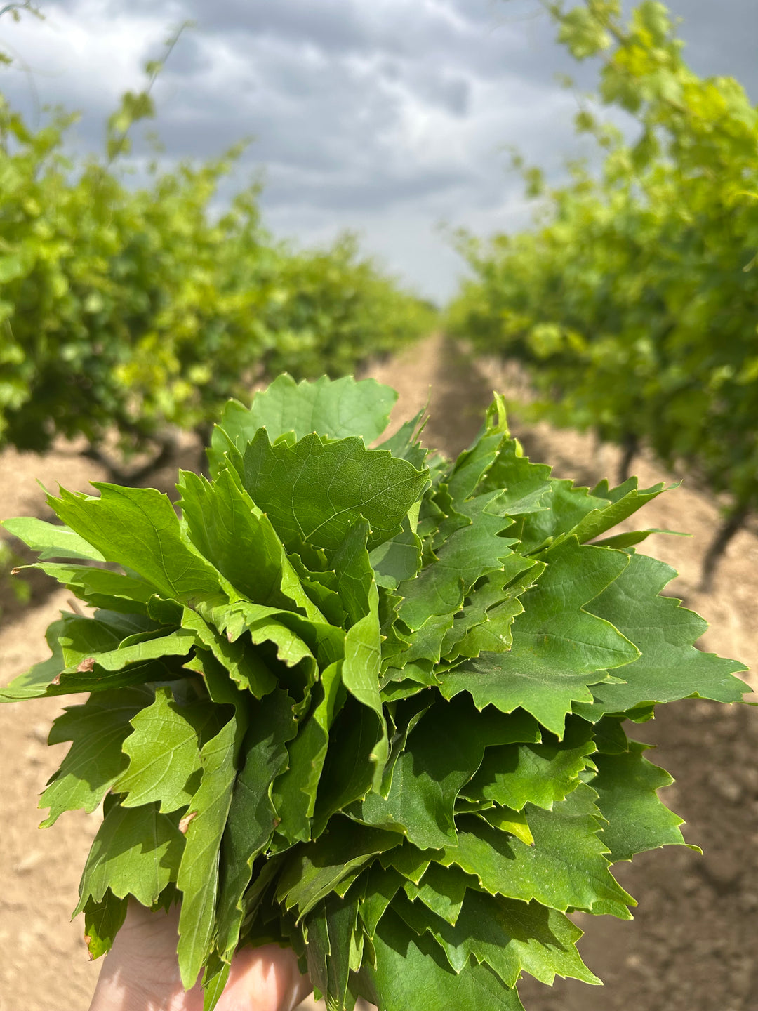 2 Adet 5KG Asma Yaprağı