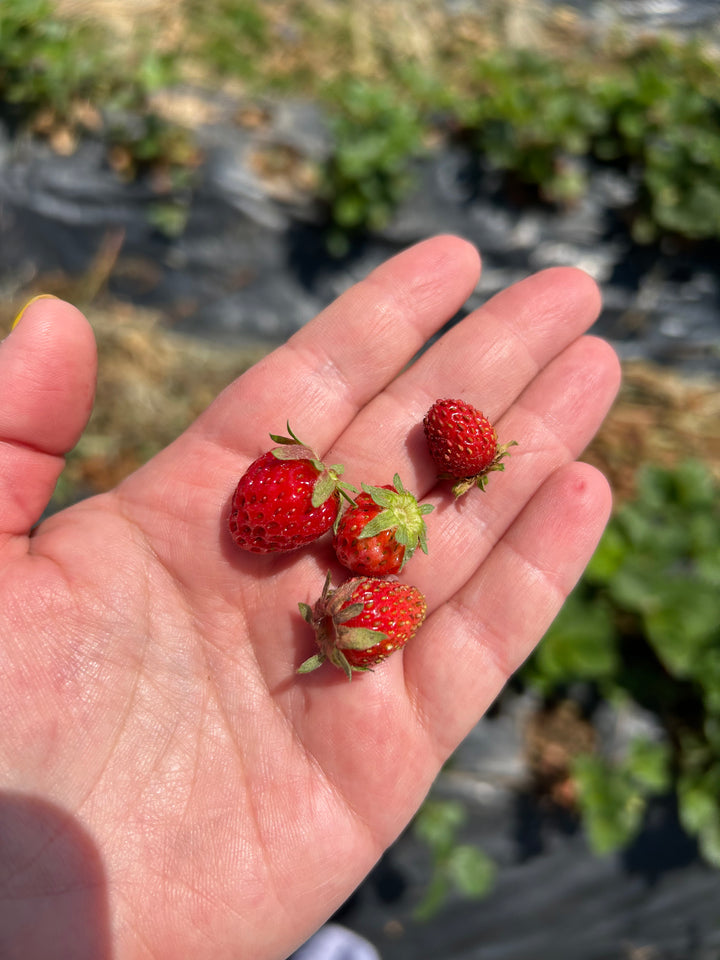 Handgemachte Erdbeermarmelade in Oliv 330cc