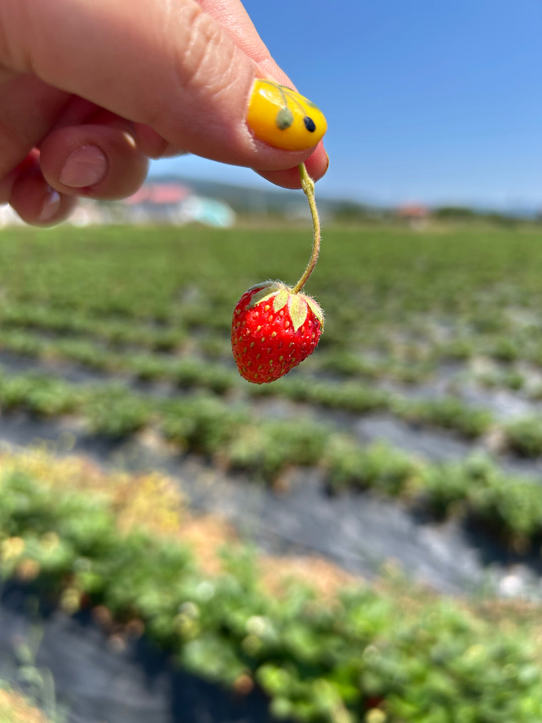 Handgemachte Erdbeermarmelade in Oliv 330cc
