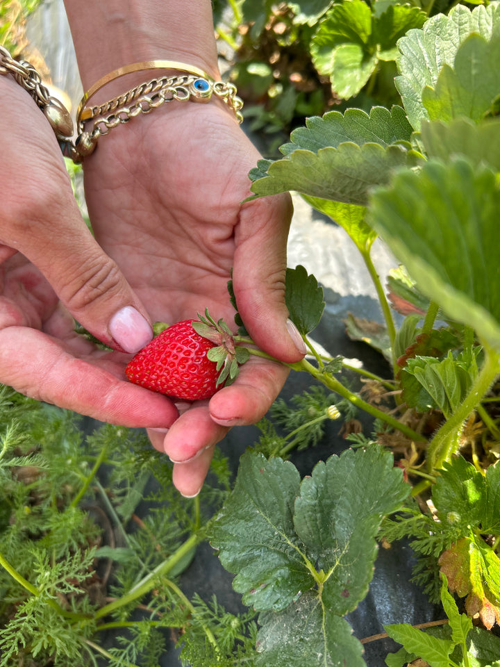 Handgemachte Erdbeermarmelade in Oliv 330cc
