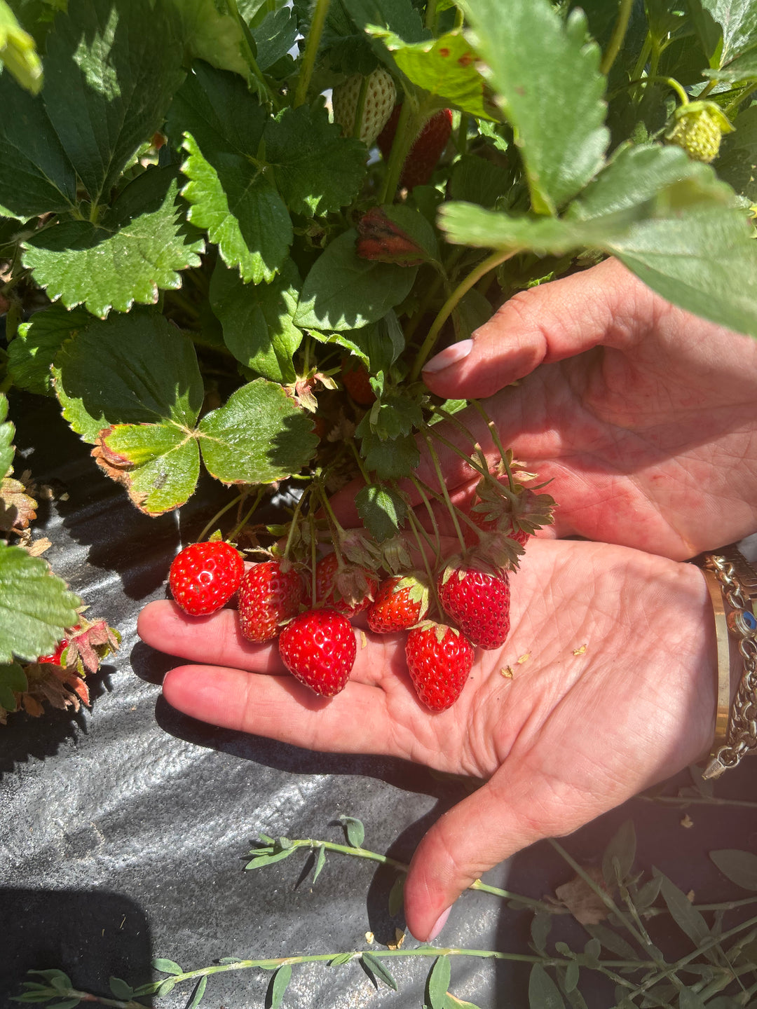 Handgemachte Erdbeermarmelade in Oliv 330cc