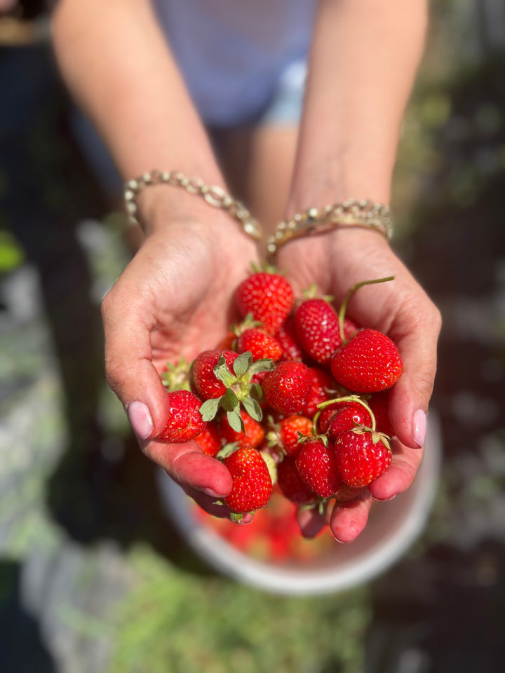 Handgemachte Erdbeermarmelade in Oliv 330cc