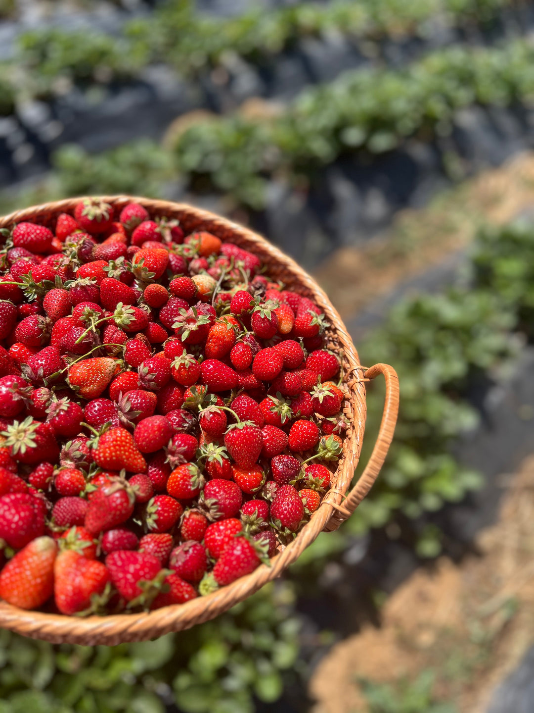 Handgemachte Erdbeermarmelade in Oliv 330cc