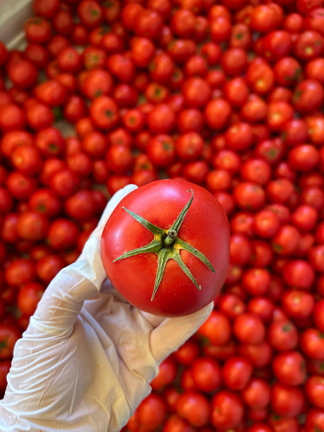 El Yapımı Domates Sosu 660gr