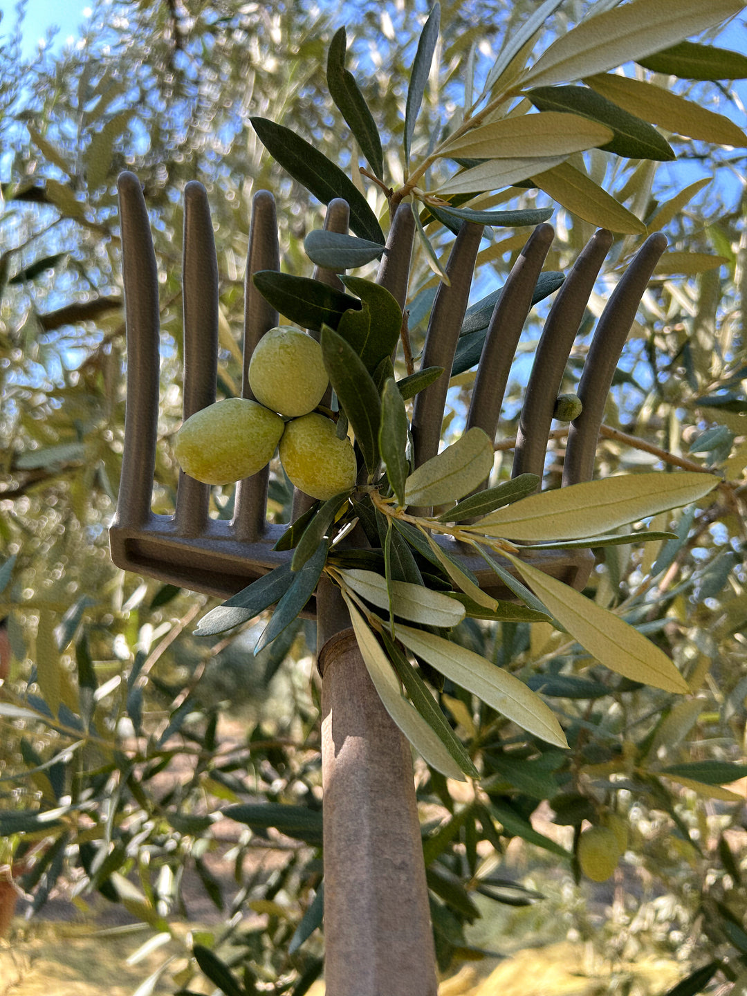 Yeşil Kırma Zeytin 650GR