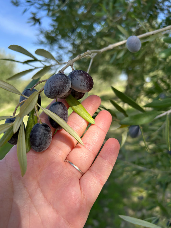 Siyah Sele Zeytin 1000cc