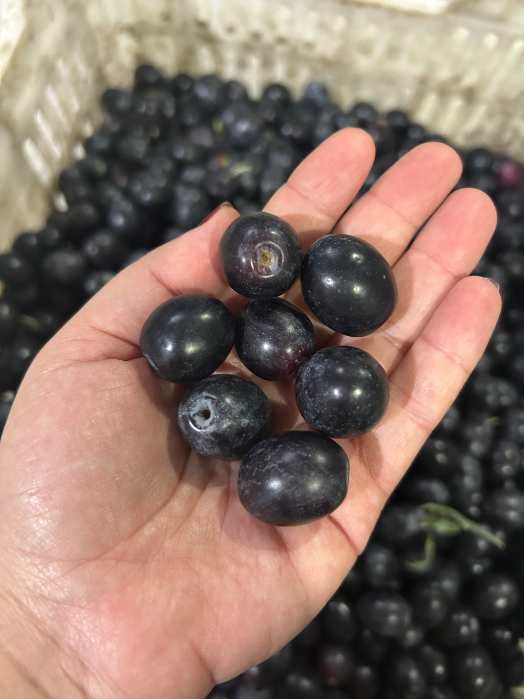 Ham Siyah Zeytin Gemlik Çeşidi