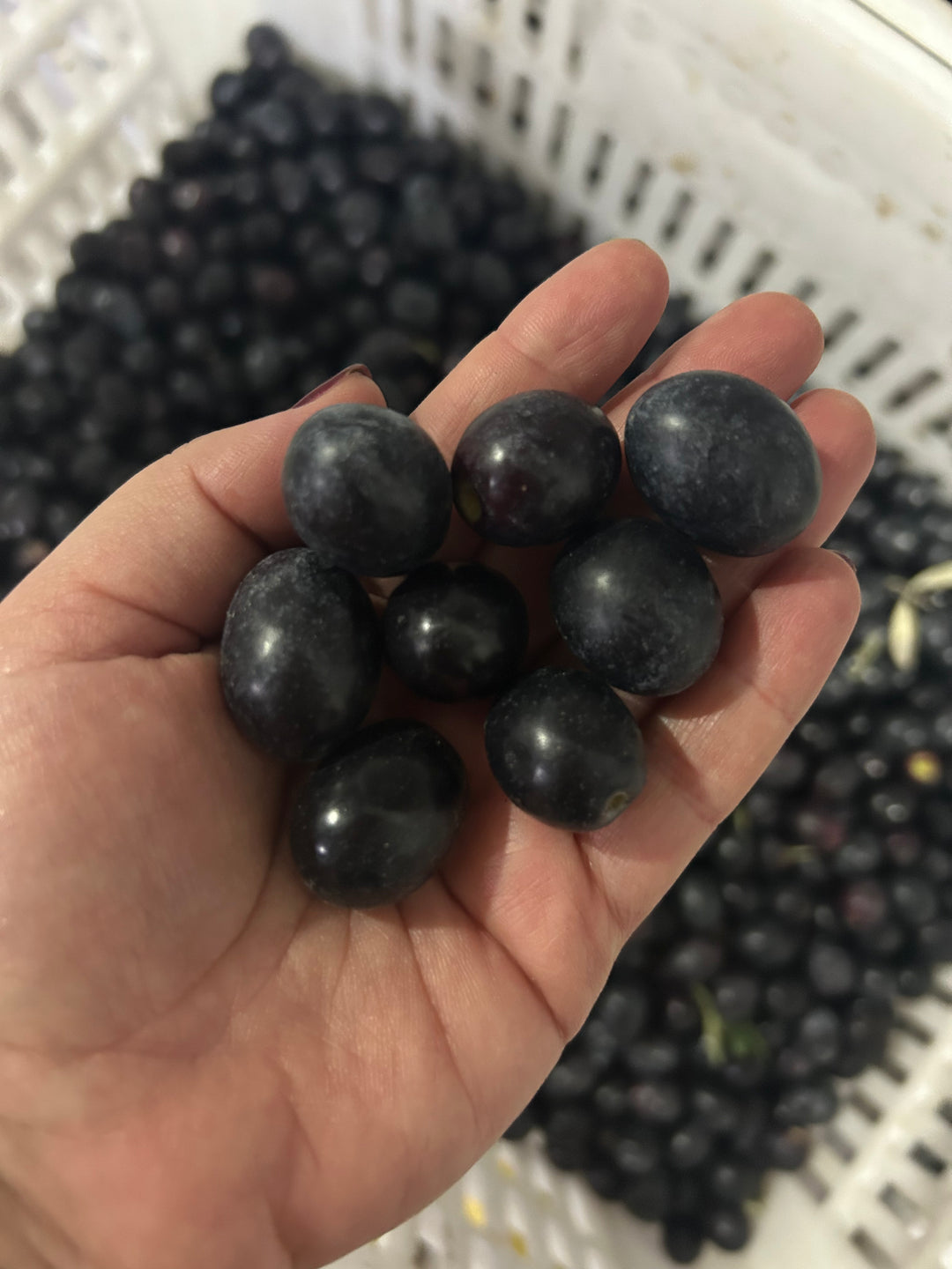 Ham Siyah Zeytin Gemlik Çeşidi