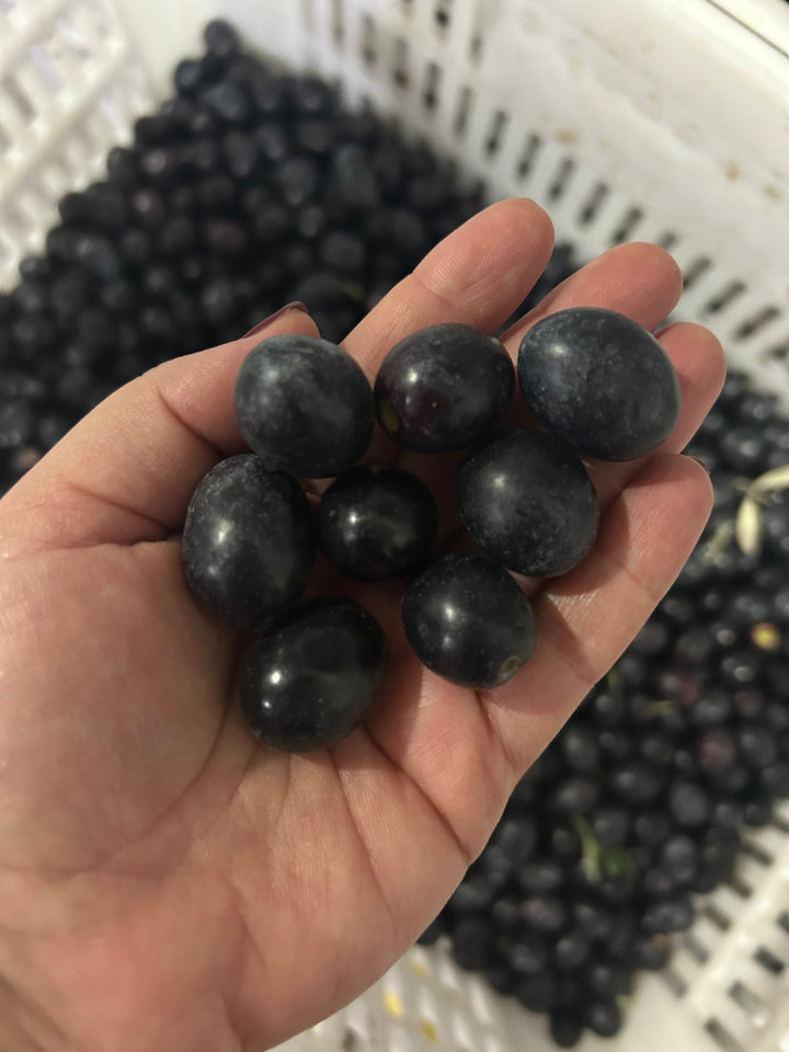 Ham Siyah Zeytin Gemlik Çeşidi