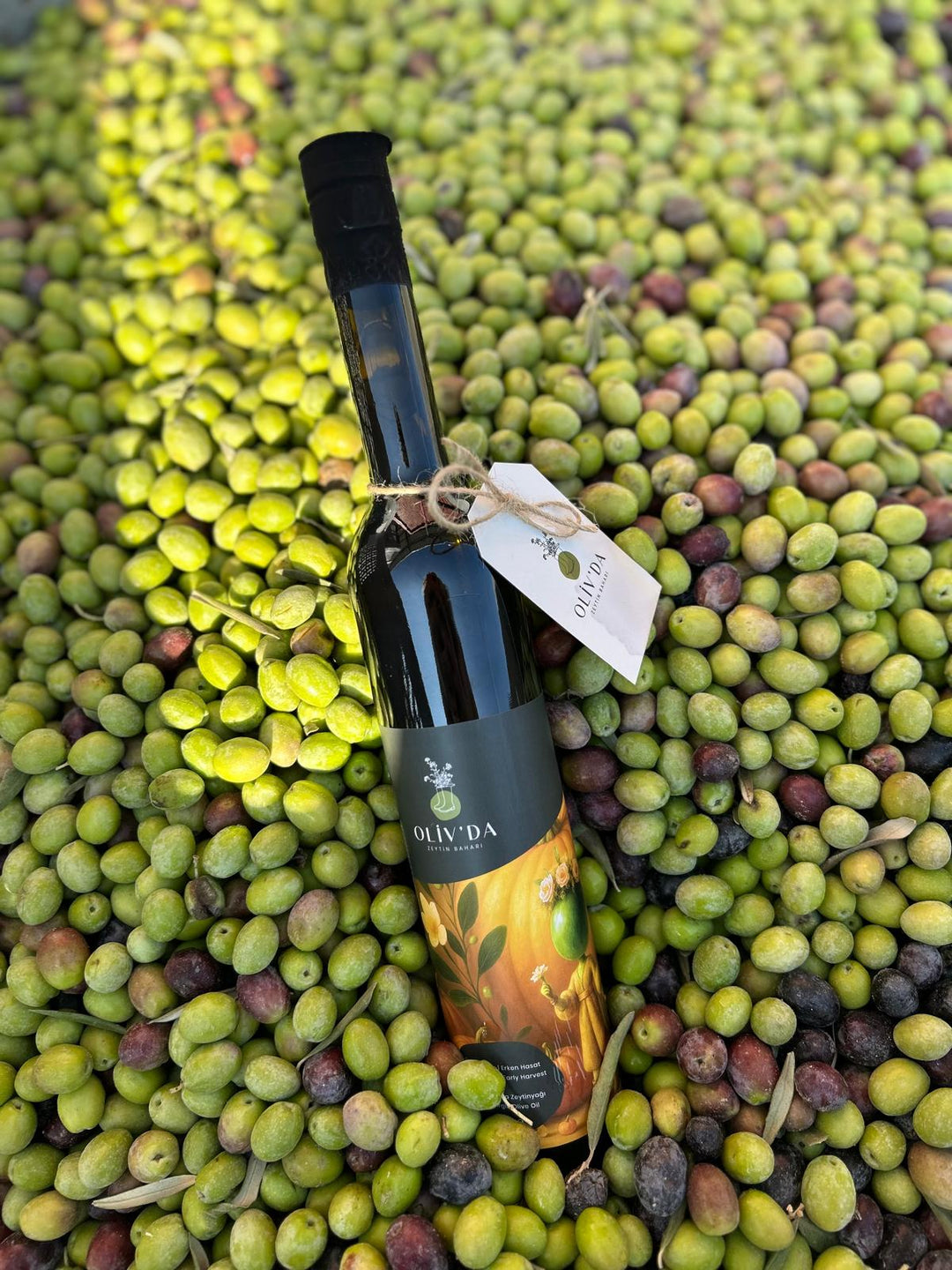 2025-2026 İlk Hasat Erken Hasat Soğuk Sıkım Natürel Sızma Zeytinyağı 500ml
