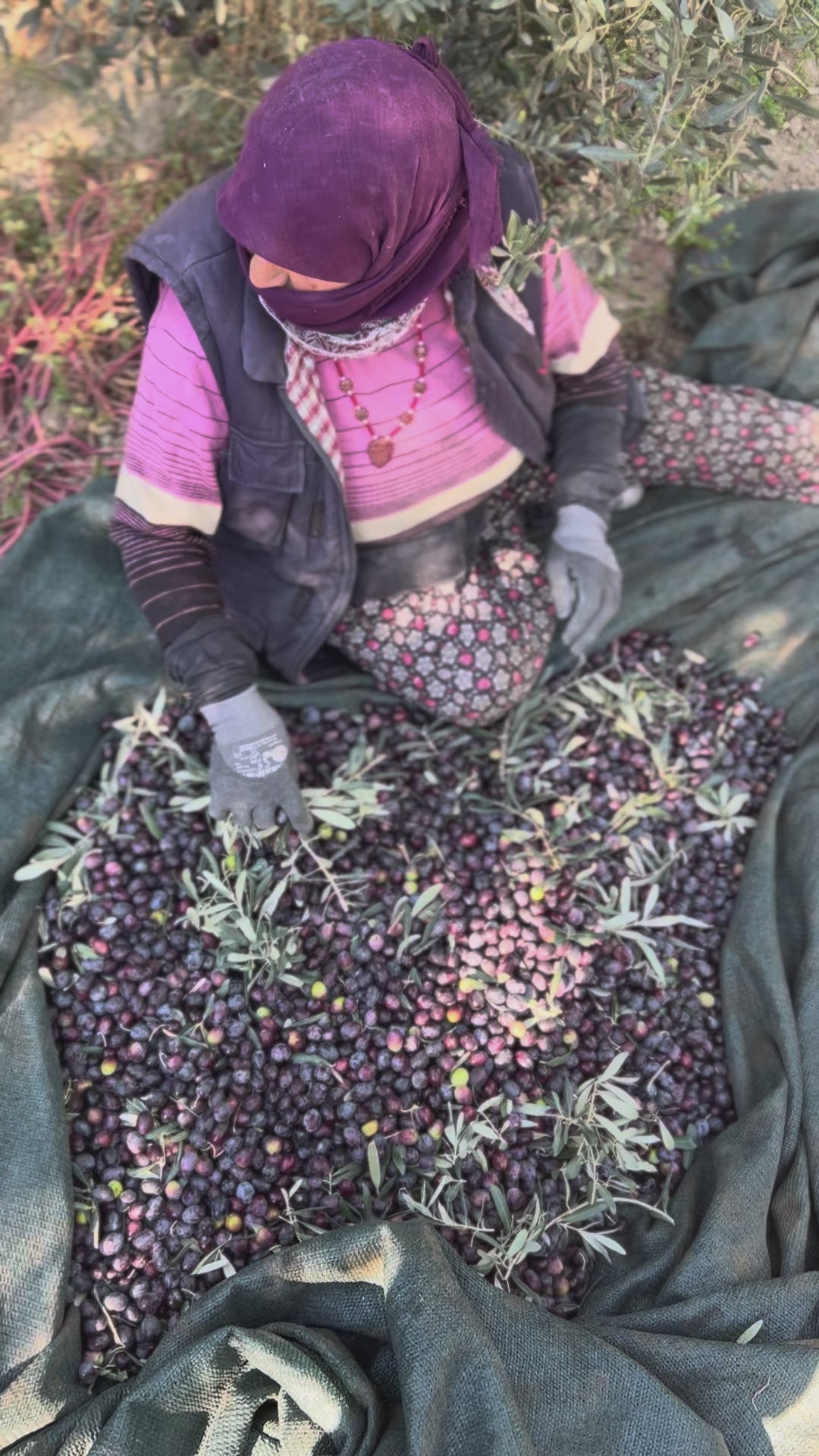 Siyah Sele Zeytin 1000cc