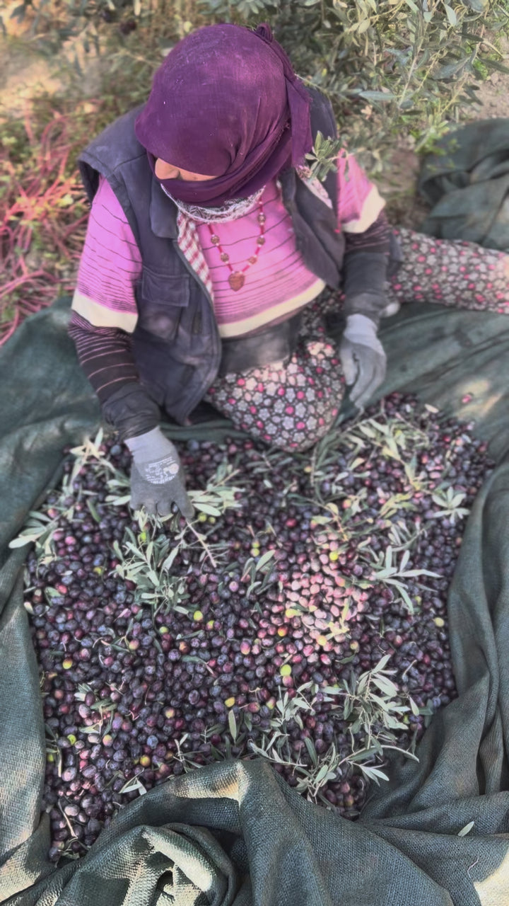 Siyah Sele Zeytin 1000cc